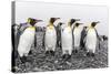 King Penguins (Aptenodytes Patagonicus) at Breeding and Nesting Colony at Salisbury Plain-Michael Nolan-Stretched Canvas