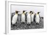 King Penguins (Aptenodytes Patagonicus) at Breeding and Nesting Colony at Salisbury Plain-Michael Nolan-Framed Photographic Print