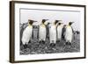 King Penguins (Aptenodytes Patagonicus) at Breeding and Nesting Colony at Salisbury Plain-Michael Nolan-Framed Photographic Print