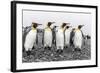 King Penguins (Aptenodytes Patagonicus) at Breeding and Nesting Colony at Salisbury Plain-Michael Nolan-Framed Photographic Print