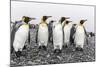 King Penguins (Aptenodytes Patagonicus) at Breeding and Nesting Colony at Salisbury Plain-Michael Nolan-Mounted Photographic Print