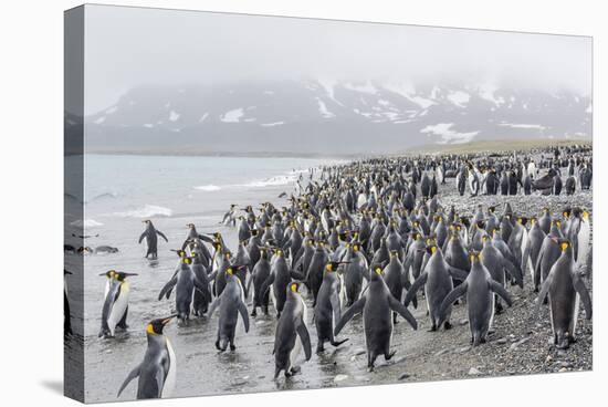 King Penguins (Aptenodytes Patagonicus) at Breeding and Nesting Colony at Salisbury Plain-Michael Nolan-Stretched Canvas