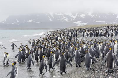 https://imgc.allpostersimages.com/img/posters/king-penguins-aptenodytes-patagonicus-at-breeding-and-nesting-colony-at-salisbury-plain_u-L-PSLT6A0.jpg?artPerspective=n