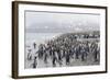 King Penguins (Aptenodytes Patagonicus) at Breeding and Nesting Colony at Salisbury Plain-Michael Nolan-Framed Photographic Print