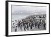 King Penguins (Aptenodytes Patagonicus) at Breeding and Nesting Colony at Salisbury Plain-Michael Nolan-Framed Photographic Print