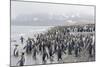 King Penguins (Aptenodytes Patagonicus) at Breeding and Nesting Colony at Salisbury Plain-Michael Nolan-Mounted Photographic Print