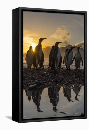 King Penguins (Aptenodytes Patagonicus) at Sunrise, in St. Andrews Bay, South Georgia-Michael Nolan-Framed Stretched Canvas