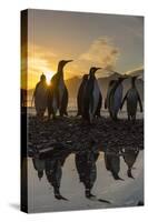 King Penguins (Aptenodytes Patagonicus) at Sunrise, in St. Andrews Bay, South Georgia-Michael Nolan-Stretched Canvas