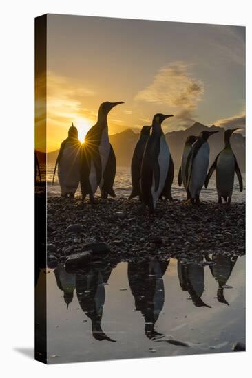 King Penguins (Aptenodytes Patagonicus) at Sunrise, in St. Andrews Bay, South Georgia-Michael Nolan-Stretched Canvas