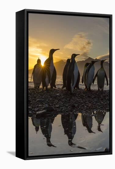 King Penguins (Aptenodytes Patagonicus) at Sunrise, in St. Andrews Bay, South Georgia-Michael Nolan-Framed Stretched Canvas