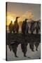King Penguins (Aptenodytes Patagonicus) at Sunrise, in St. Andrews Bay, South Georgia-Michael Nolan-Stretched Canvas