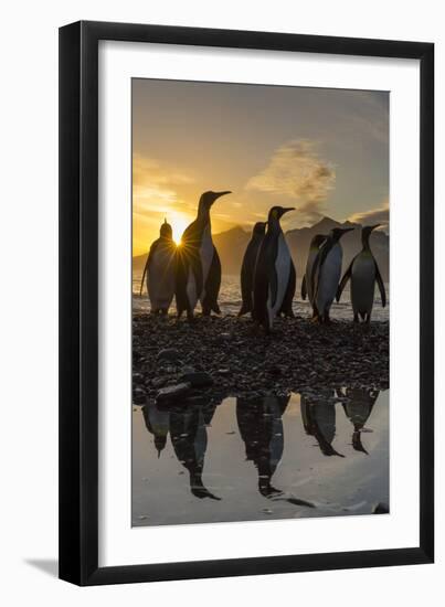 King Penguins (Aptenodytes Patagonicus) at Sunrise, in St. Andrews Bay, South Georgia-Michael Nolan-Framed Photographic Print