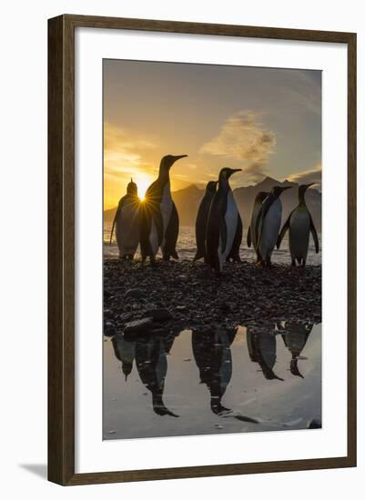 King Penguins (Aptenodytes Patagonicus) at Sunrise, in St. Andrews Bay, South Georgia-Michael Nolan-Framed Photographic Print