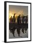 King Penguins (Aptenodytes Patagonicus) at Sunrise, in St. Andrews Bay, South Georgia-Michael Nolan-Framed Photographic Print