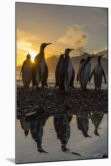 King Penguins (Aptenodytes Patagonicus) at Sunrise, in St. Andrews Bay, South Georgia-Michael Nolan-Mounted Photographic Print