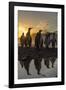 King Penguins (Aptenodytes Patagonicus) at Sunrise, in St. Andrews Bay, South Georgia-Michael Nolan-Framed Photographic Print