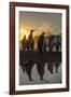 King Penguins (Aptenodytes Patagonicus) at Sunrise, in St. Andrews Bay, South Georgia-Michael Nolan-Framed Photographic Print