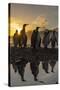 King Penguins (Aptenodytes Patagonicus) at Sunrise, in St. Andrews Bay, South Georgia-Michael Nolan-Stretched Canvas