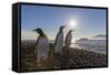 King Penguins (Aptenodytes Patagonicus) at Sunrise, in St. Andrews Bay, South Georgia-Michael Nolan-Framed Stretched Canvas