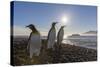 King Penguins (Aptenodytes Patagonicus) at Sunrise, in St. Andrews Bay, South Georgia-Michael Nolan-Stretched Canvas