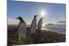 King Penguins (Aptenodytes Patagonicus) at Sunrise, in St. Andrews Bay, South Georgia-Michael Nolan-Mounted Photographic Print