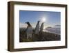 King Penguins (Aptenodytes Patagonicus) at Sunrise, in St. Andrews Bay, South Georgia-Michael Nolan-Framed Photographic Print