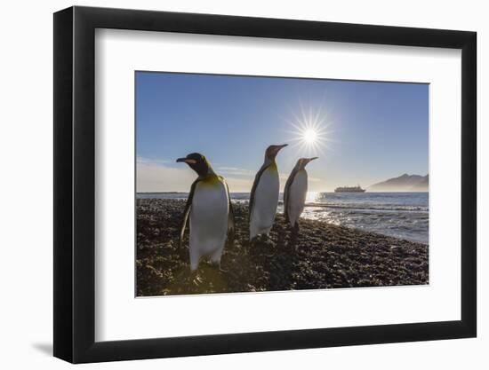 King Penguins (Aptenodytes Patagonicus) at Sunrise, in St. Andrews Bay, South Georgia-Michael Nolan-Framed Photographic Print