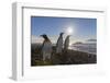 King Penguins (Aptenodytes Patagonicus) at Sunrise, in St. Andrews Bay, South Georgia-Michael Nolan-Framed Photographic Print