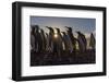 King Penguins (Aptenodytes Patagonicus) at Sunrise, in St. Andrews Bay, South Georgia-Michael Nolan-Framed Photographic Print