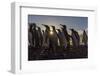 King Penguins (Aptenodytes Patagonicus) at Sunrise, in St. Andrews Bay, South Georgia-Michael Nolan-Framed Photographic Print