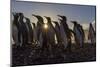 King Penguins (Aptenodytes Patagonicus) at Sunrise, in St. Andrews Bay, South Georgia-Michael Nolan-Mounted Photographic Print