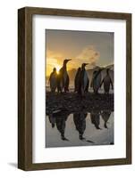 King Penguins (Aptenodytes Patagonicus) at Sunrise, in St. Andrews Bay, South Georgia-Michael Nolan-Framed Photographic Print