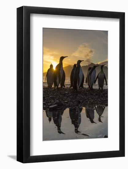 King Penguins (Aptenodytes Patagonicus) at Sunrise, in St. Andrews Bay, South Georgia-Michael Nolan-Framed Photographic Print