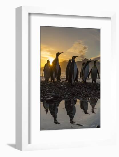 King Penguins (Aptenodytes Patagonicus) at Sunrise, in St. Andrews Bay, South Georgia-Michael Nolan-Framed Photographic Print