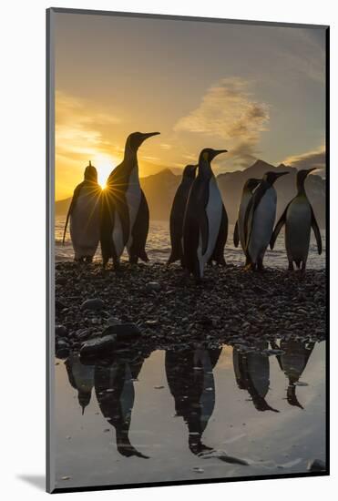 King Penguins (Aptenodytes Patagonicus) at Sunrise, in St. Andrews Bay, South Georgia-Michael Nolan-Mounted Photographic Print