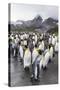 King Penguins (Aptenodytes Patagonicus) Breeding and Nesting Colony at Gold Harbour-Michael Nolan-Stretched Canvas