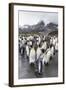 King Penguins (Aptenodytes Patagonicus) Breeding and Nesting Colony at Gold Harbour-Michael Nolan-Framed Photographic Print