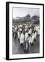 King Penguins (Aptenodytes Patagonicus) Breeding and Nesting Colony at Gold Harbour-Michael Nolan-Framed Photographic Print