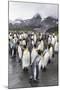 King Penguins (Aptenodytes Patagonicus) Breeding and Nesting Colony at Gold Harbour-Michael Nolan-Mounted Photographic Print