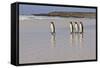 King Penguins (Aptenodytes Patagonicus) in a Line on a White Sand Beach-Eleanor-Framed Stretched Canvas