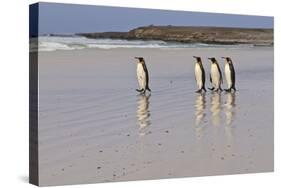 King Penguins (Aptenodytes Patagonicus) in a Line on a White Sand Beach-Eleanor-Stretched Canvas