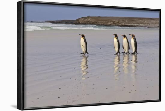 King Penguins (Aptenodytes Patagonicus) in a Line on a White Sand Beach-Eleanor-Framed Photographic Print