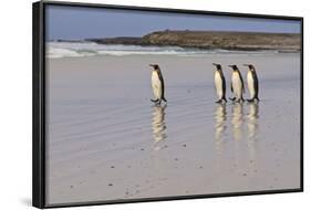 King Penguins (Aptenodytes Patagonicus) in a Line on a White Sand Beach-Eleanor-Framed Photographic Print