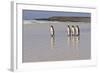 King Penguins (Aptenodytes Patagonicus) in a Line on a White Sand Beach-Eleanor-Framed Photographic Print