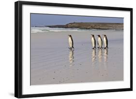 King Penguins (Aptenodytes Patagonicus) in a Line on a White Sand Beach-Eleanor-Framed Photographic Print