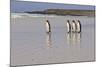 King Penguins (Aptenodytes Patagonicus) in a Line on a White Sand Beach-Eleanor-Mounted Photographic Print