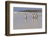 King Penguins (Aptenodytes Patagonicus) in a Line on a White Sand Beach-Eleanor-Framed Photographic Print