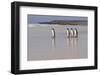 King Penguins (Aptenodytes Patagonicus) in a Line on a White Sand Beach-Eleanor-Framed Photographic Print