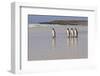 King Penguins (Aptenodytes Patagonicus) in a Line on a White Sand Beach-Eleanor-Framed Photographic Print