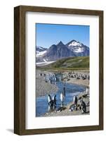 King penguins (Aptenodytes patagonicus) in beautiful scenery, Salisbury Plain, South Georgia, Antar-Michael Runkel-Framed Photographic Print